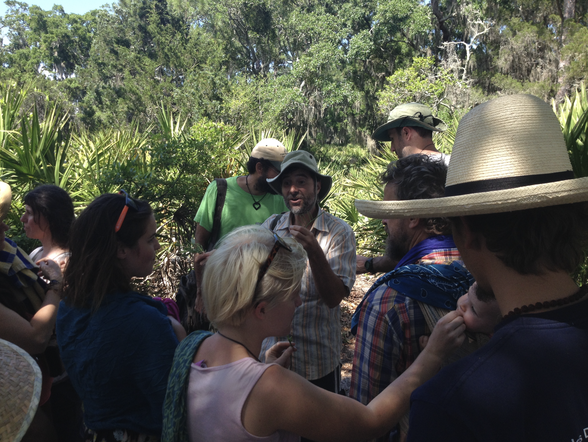 Plant walk guide in the saw palmetto