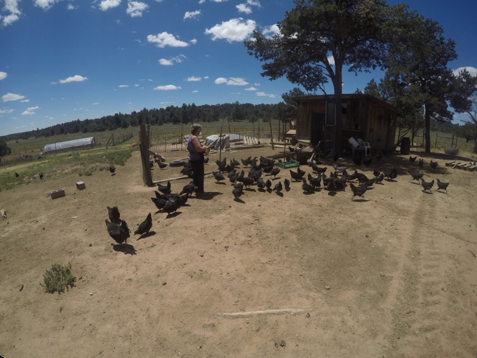 Woman feeding black chickens