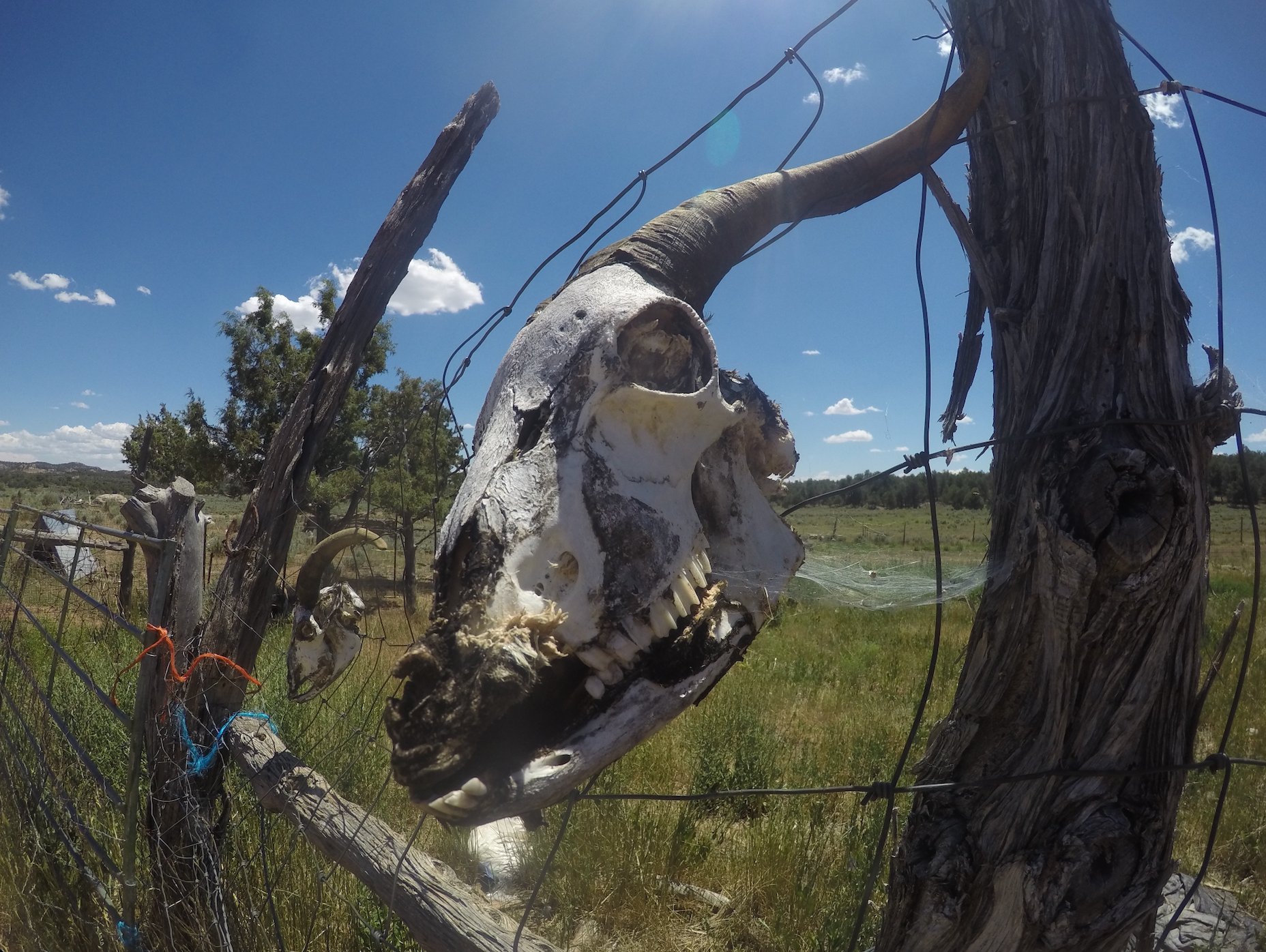 Ram skull on fence post, blue sky