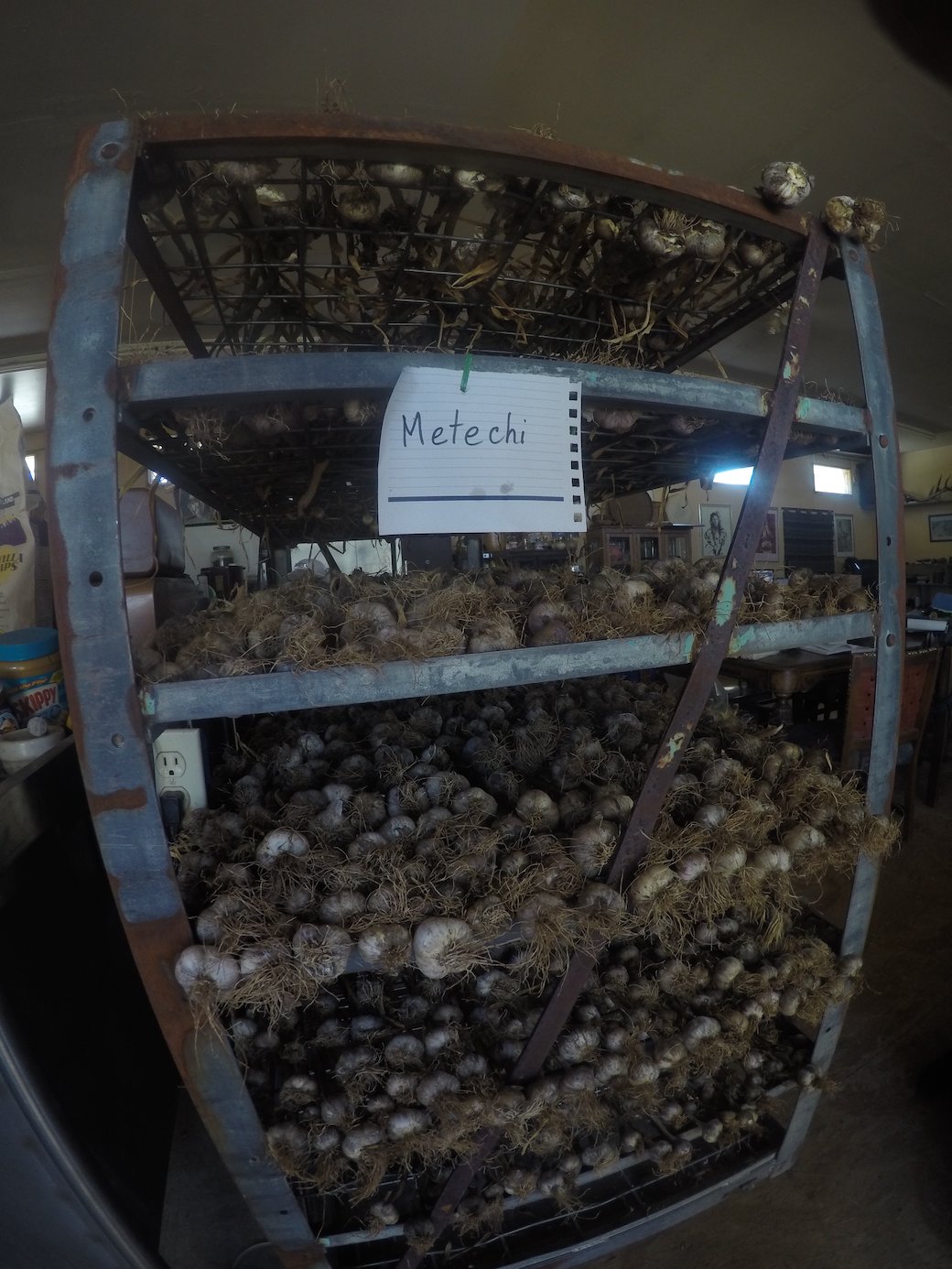 Metechi garlic curing on rack
