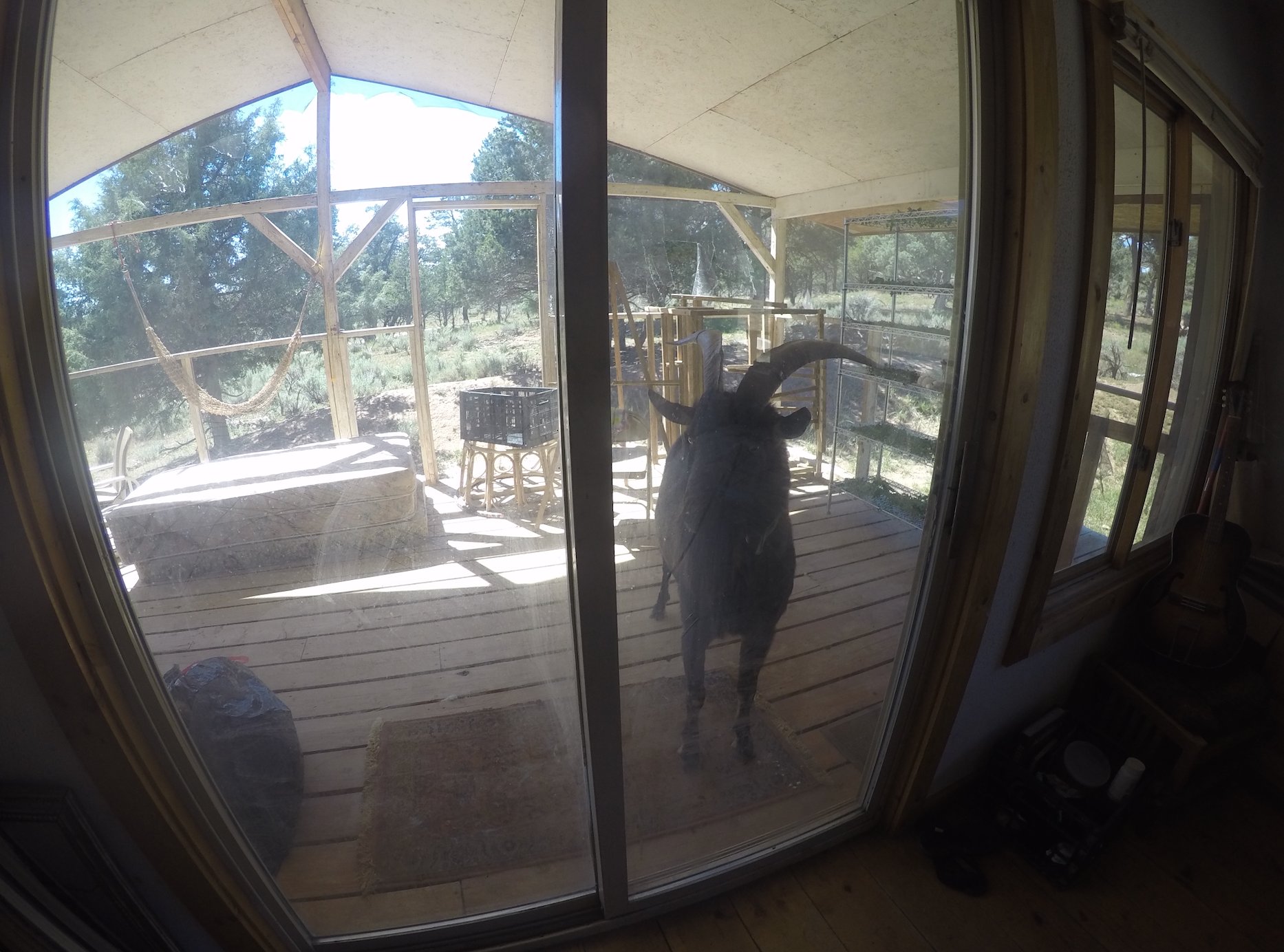 Goat at glass sliding door, New Mexico