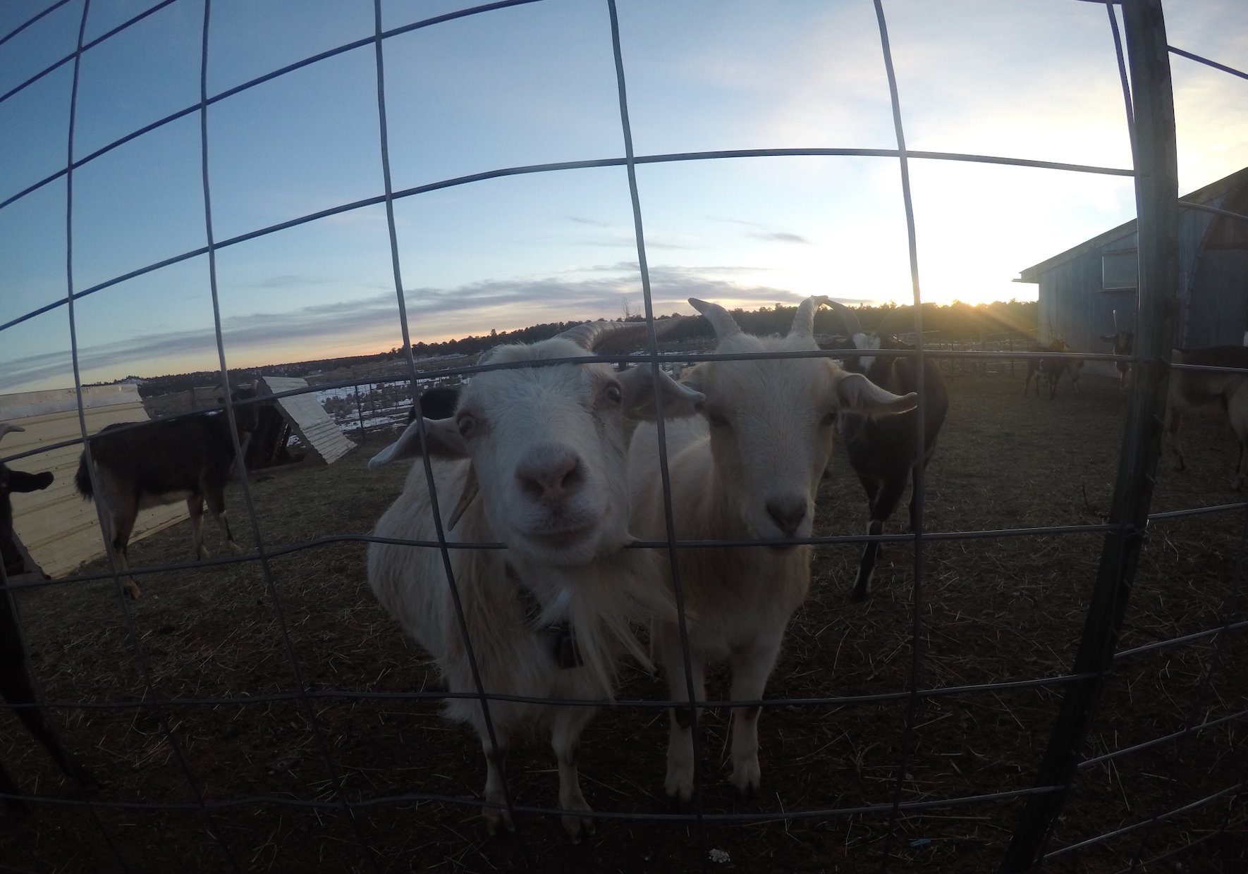Two goats through wire fence at sunset