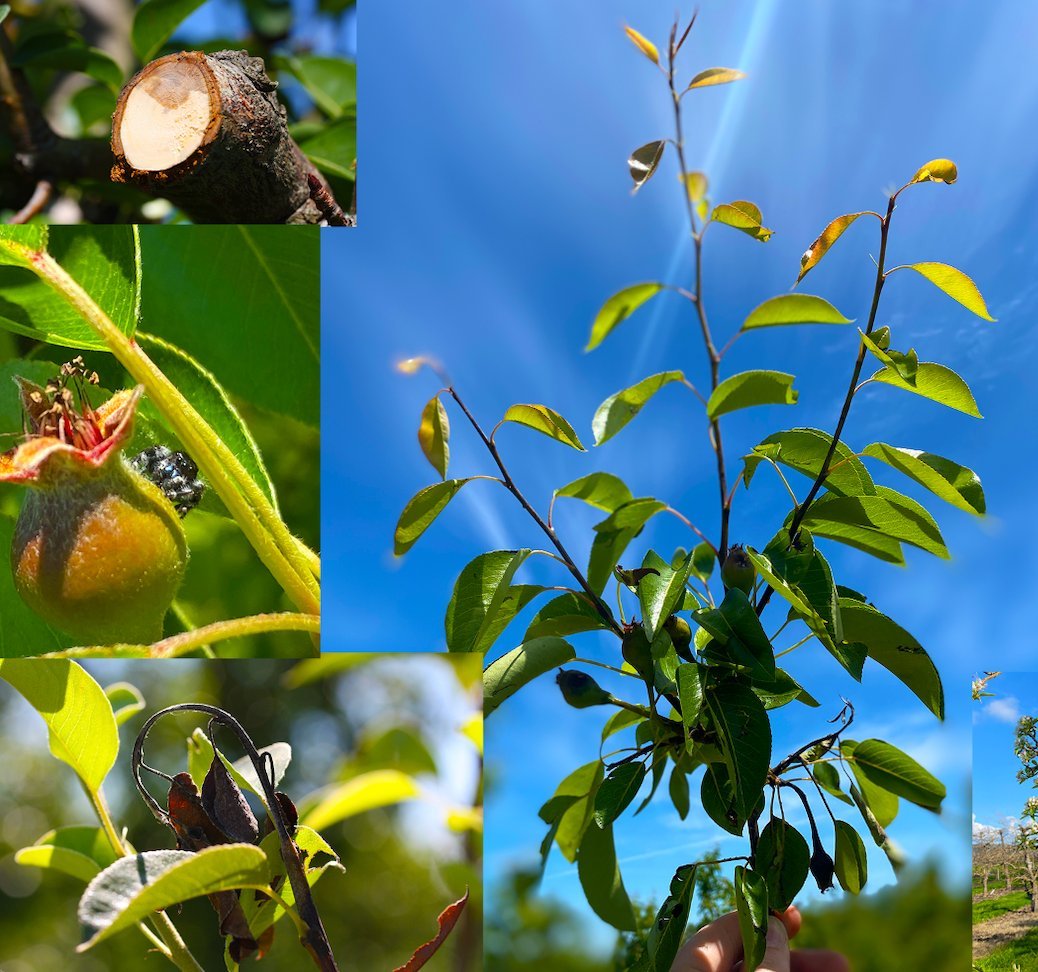 Field reference — Bartlett pear, SOREC